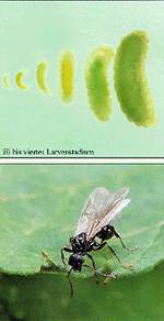 aegtesnylteveps